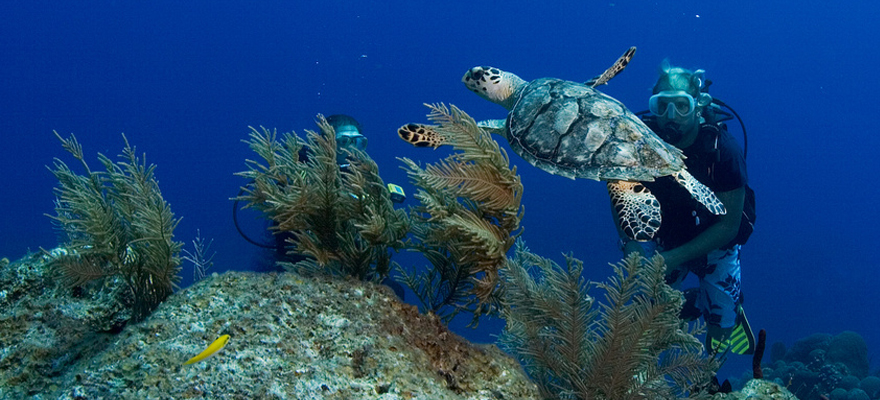 tortue et plongeur